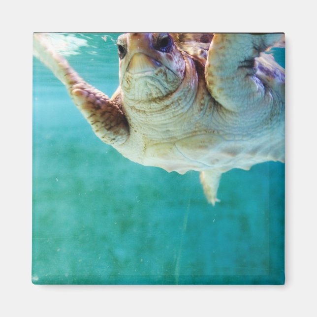 Imã Loggerhead #5 Magnet (Frente)