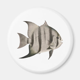 Imã Logotipo de 3 peixe-espadas