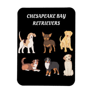 Ímã Lojas de Chesapeake Personalizadas Retrievers de C