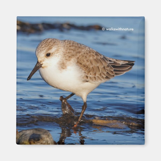 Imã Lojas de Wintry do Sanderling Cute (Frente)