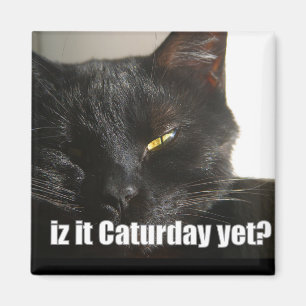 Imã LOLCat 2