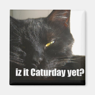 Imã LOLCat 2