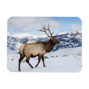 Ímã Lone Bull Elk Parque Nacional Yellowstone