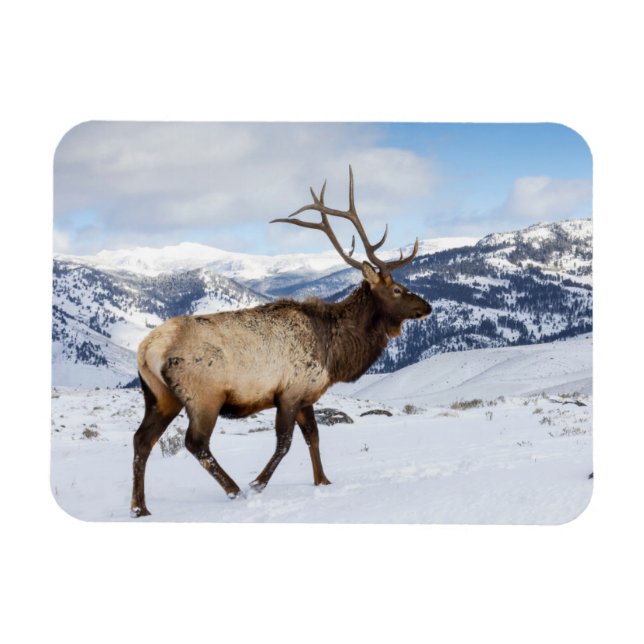 Ímã Lone Bull Elk | Parque Nacional Yellowstone (Horizontal)
