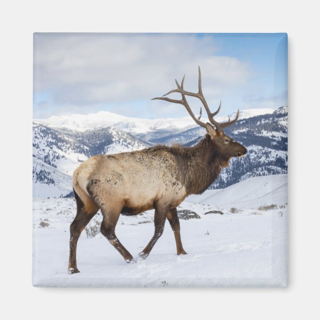 Imã Lone Bull Elk | Parque Nacional Yellowstone (Frente)