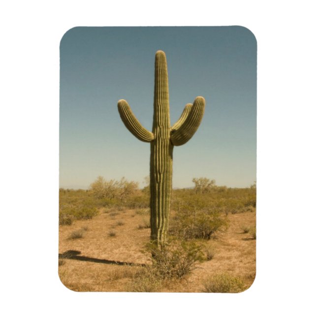 Ímã Lone Cactus (Vertical)