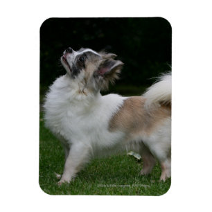 Ímã Long Haired Chihuahua olhando para a câmera