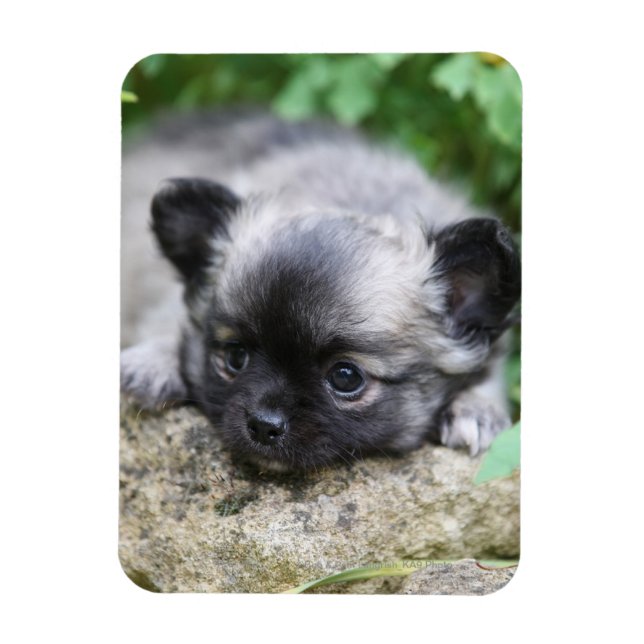 Ímã Long Haired Chihuahua Puppy (Vertical)