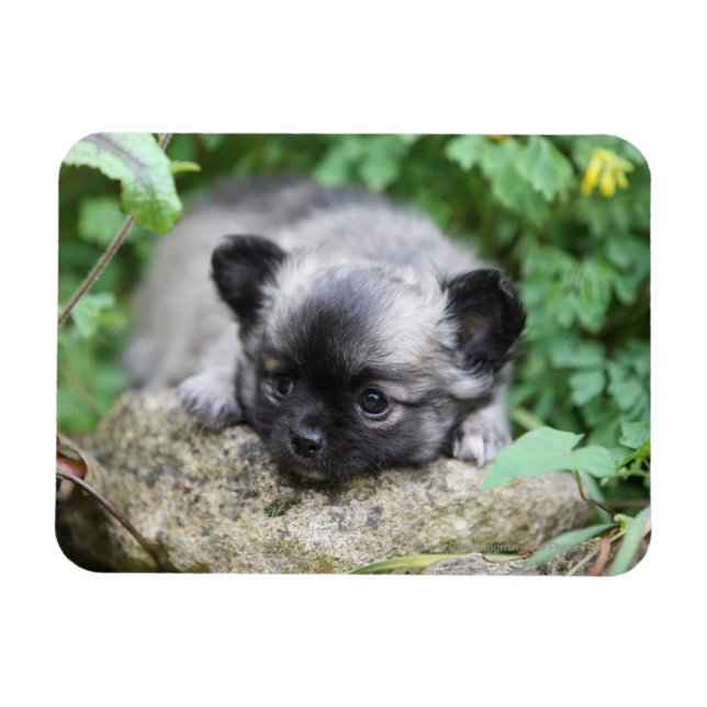 Ímã Long Haired Chihuahua Puppy (Horizontal)