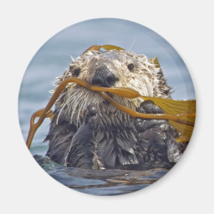 Imã Lontra envolvida em Kelp.Magnet