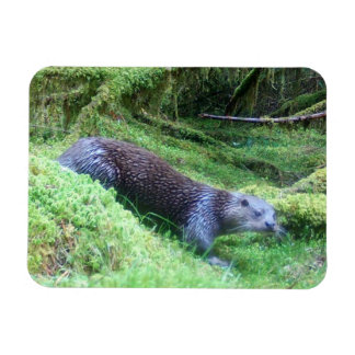 Ímã Lontra Fluvial Águas Tranquilas Animais Arte Natur