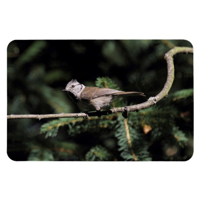 Ímã Lophophanes cristatus (Horizontal)