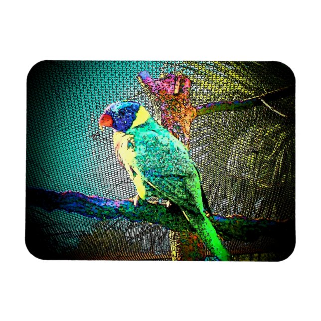 Ímã Lorikeet Bird Magnet-Design 2 (Horizontal)