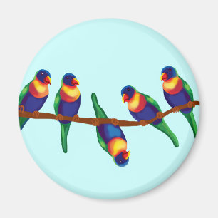 Imã Lorikeets australianos do arco-íris