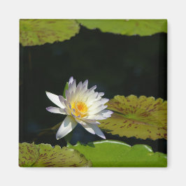 Imã Lótamo Waterlily branco