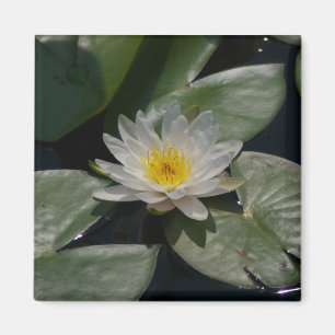 Imã Lótamo Waterlily branco