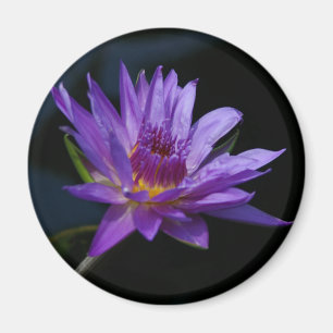Imã Lotus