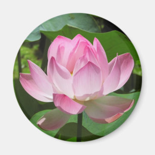 Imã Lotus Bloom Rosa