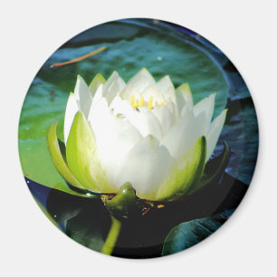 Imã Lotus Branco brilhante