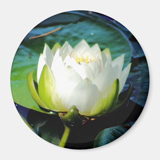 Imã Lotus Branco brilhante (Frente)