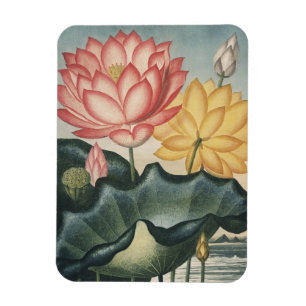 Ímã Lotus Fine Art