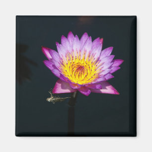 Imã Lótus Purple Waterlily Dragonfly