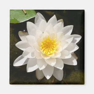 Imã Lotus Waterlily Branco Flutuante