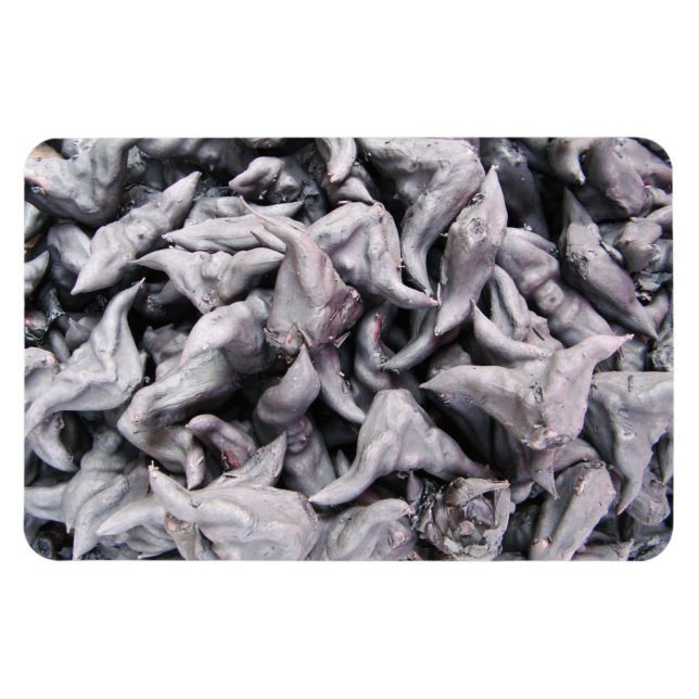 Ímã Loucos de Buffalo - Água Caltrop (Horizontal)