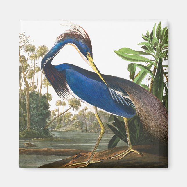 Imã Louisiana Heron por John James Audubon (Frente)