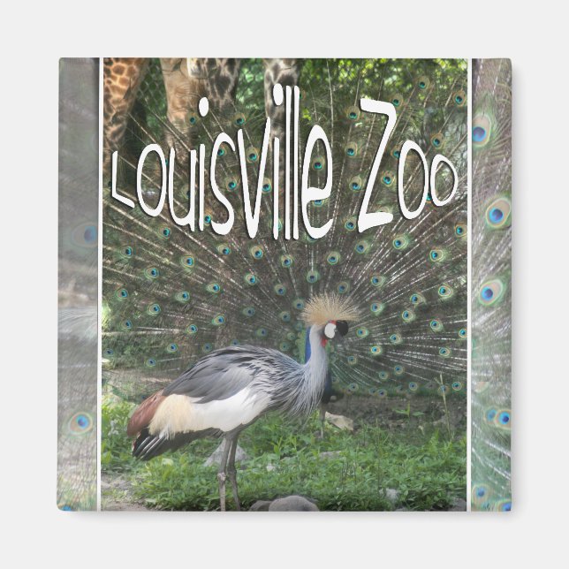IMÃ LOUISVILLE ZOO ANIMAL LINEUP CRANE, PEACOCK (Frente)