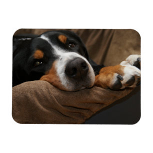 Ímã Lounging suíço do cão da montanha