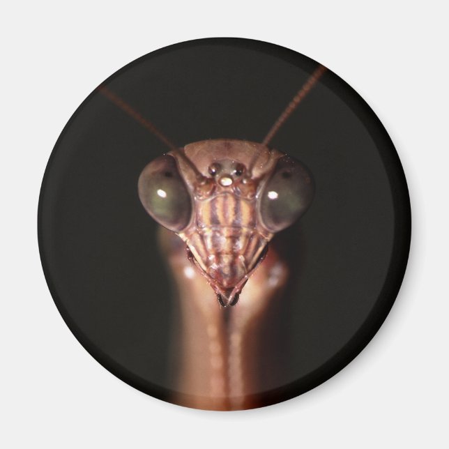 Imã louva-deus (Frente)