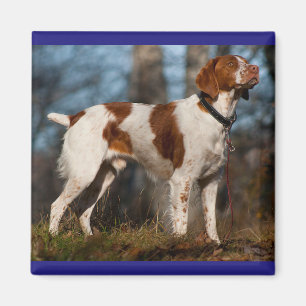 Imã Love Brittany Spaniel Puppy Dog