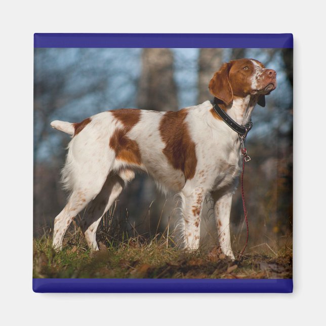 Imã Love Brittany Spaniel Puppy Dog (Frente)