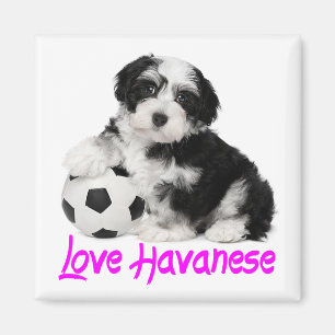 Imã Love Havanês Puppy Dog