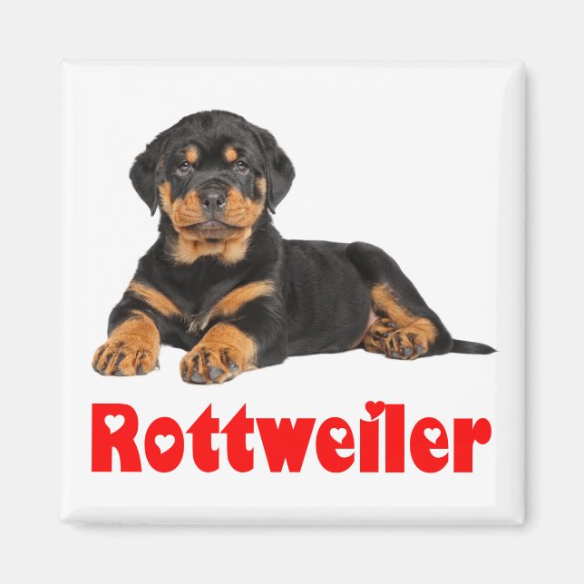 Imã Love Rottweiler Brown & Black Puppy Dog Cartoon (Frente)