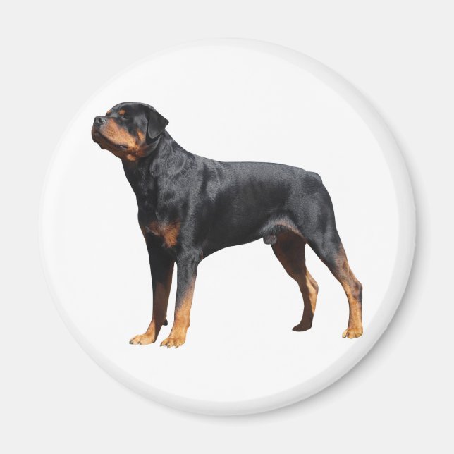 Imã Love Rottweiler Puppy Dog (Frente)