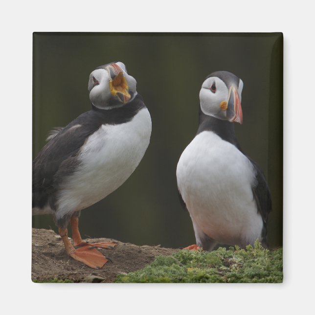 Imã Love Song Puffins (Frente)