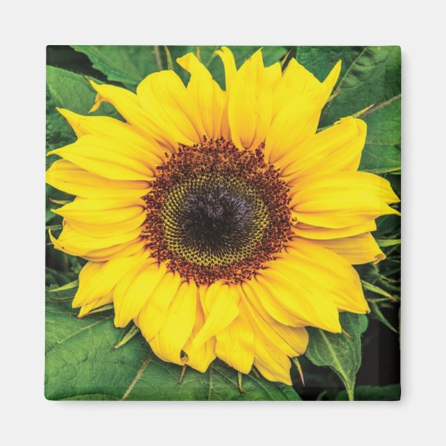 Imã Love Sunflower Magnet (Frente)