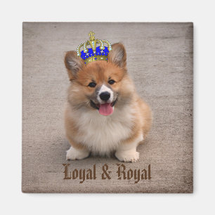 Imã Loyal e Royal Corgi Puppy