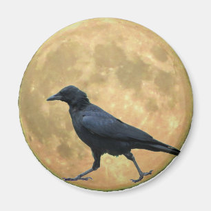 Imã Lua cheia, corvo de passeio