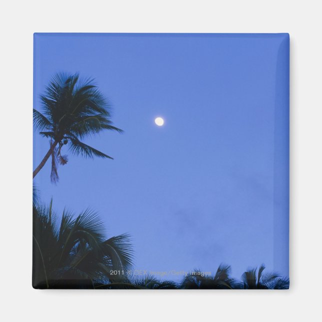 Imã Lua iluminada, silhueta de coqueiros (Frente)