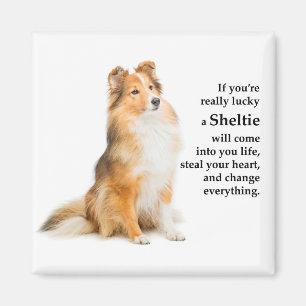 Imã Lucky Sheltie