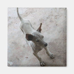 Imã Luk Maa... Tailandês Soi Puppy Dog