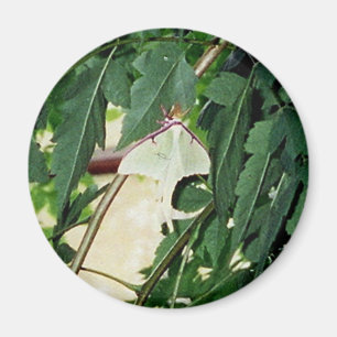 Imã Luna Moth