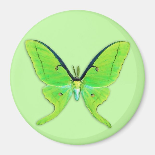 Imã Luna moth com um fundo verde pálido (Frente)