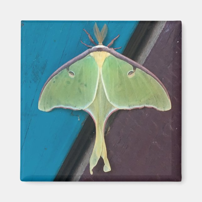 Imã Luna Moth Magnet (Frente)
