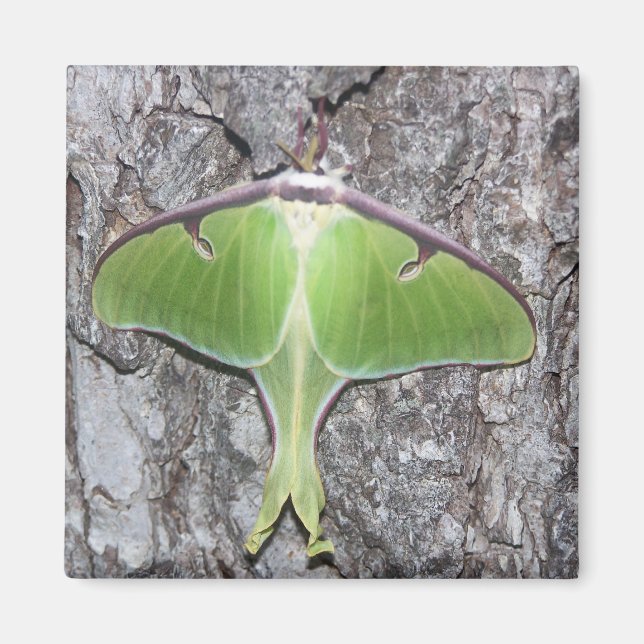 Imã Luna Moth Magnet (Frente)