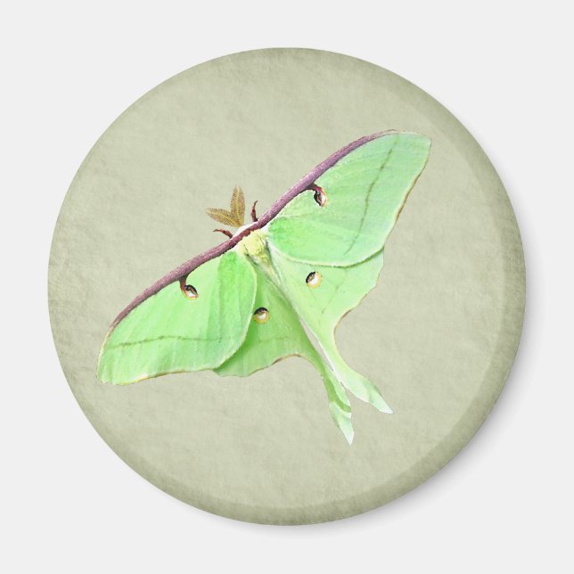 Imã Luna Moth Magnet (Frente)