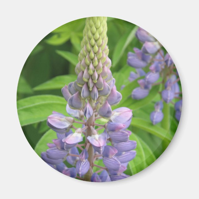Imã Lupina Roxa (Frente)